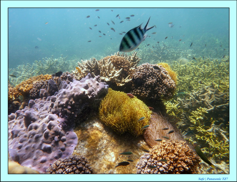 2009   07   Perhentians 024